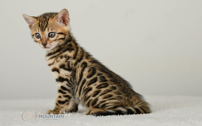 Bengal kitten for sale